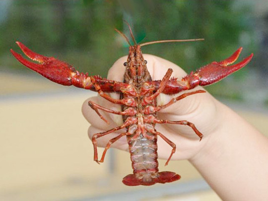 水產養(yǎng)殖清洗后